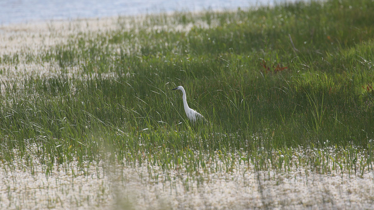 Kleine zilverreiger